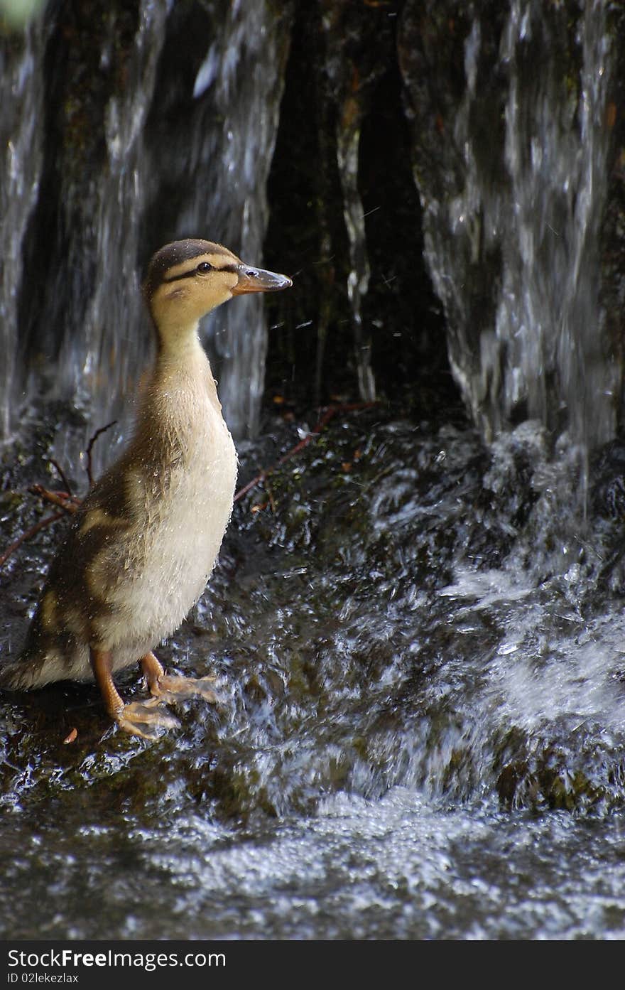 Duckling