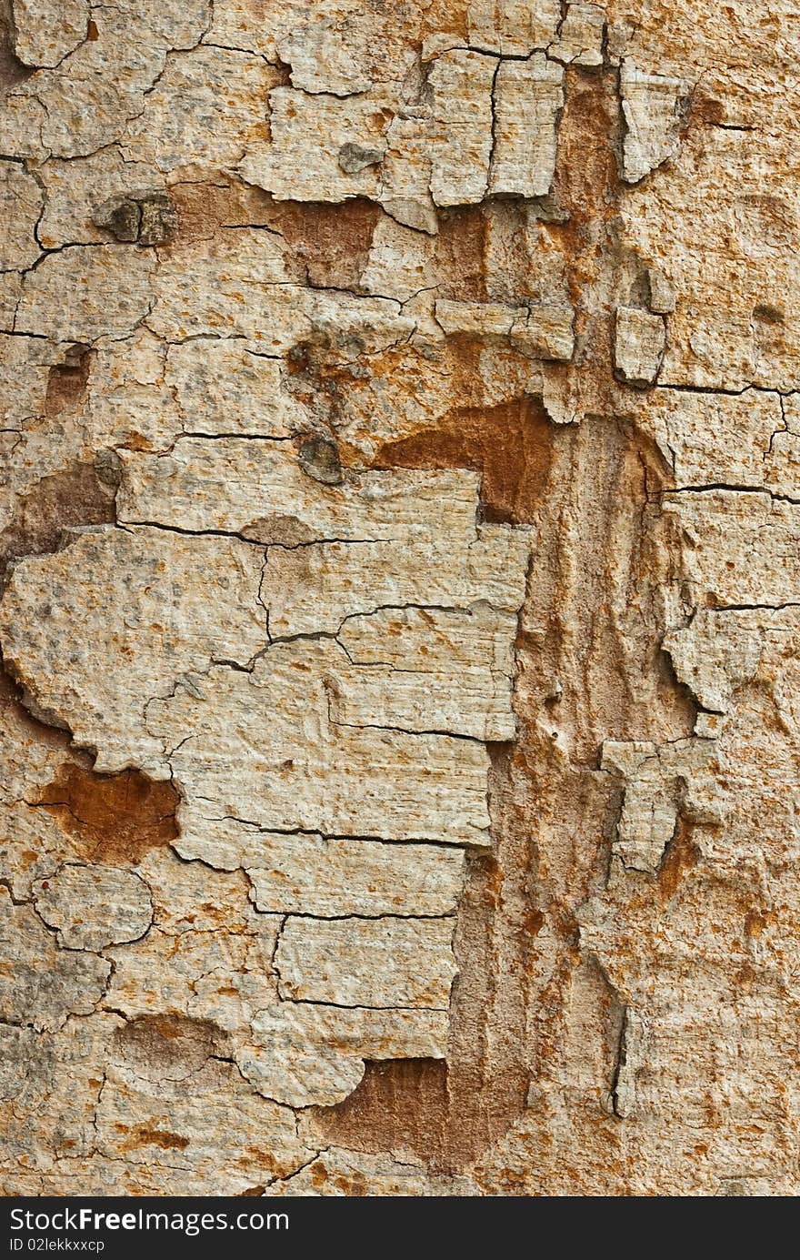 The beautiful patterns of trees bark. The beautiful patterns of trees bark