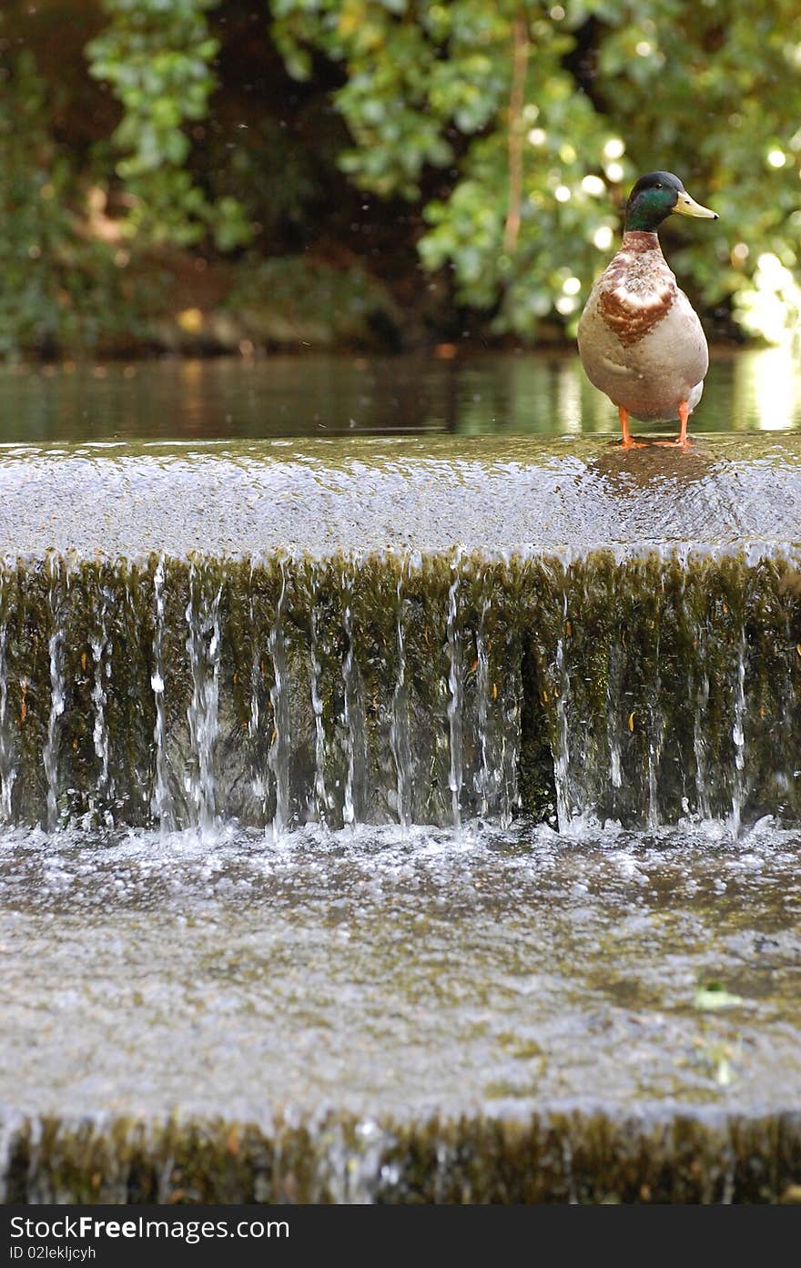 Duck On A Weir