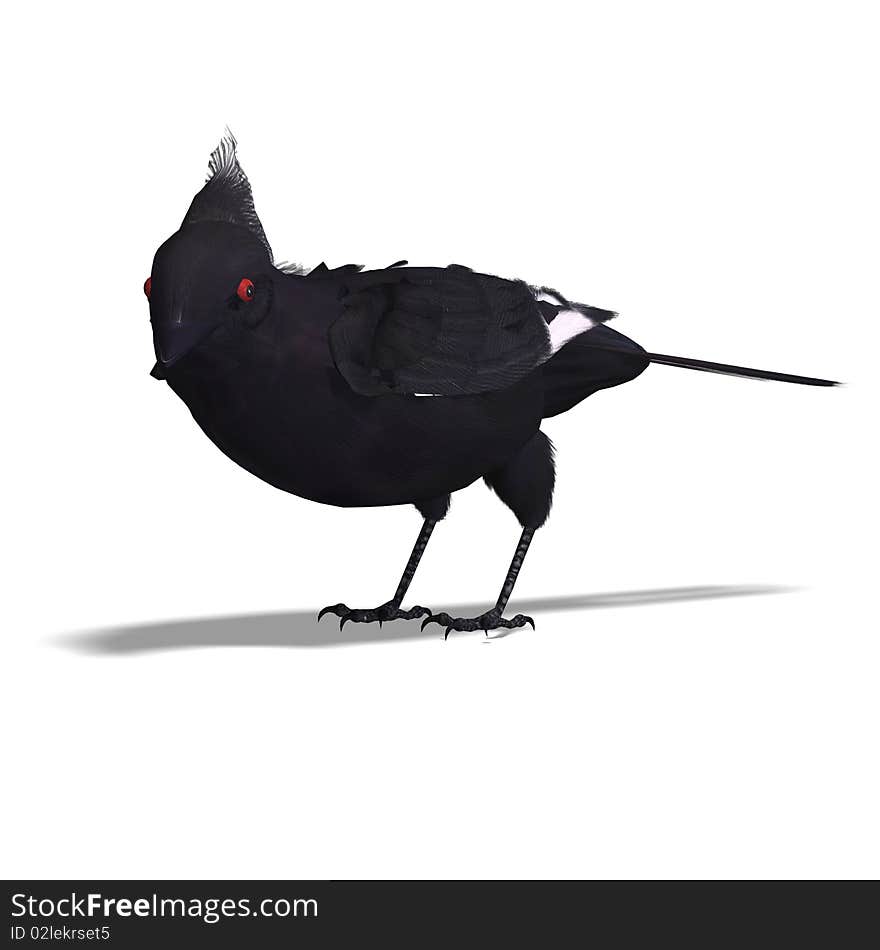 Bird Phainopepla. 3D rendering with clipping path