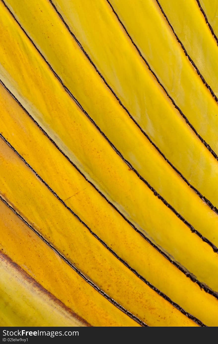 A beautiful pattern of yellow trees. A beautiful pattern of yellow trees