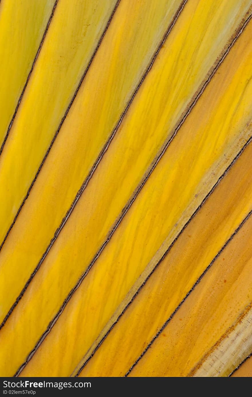 A beautiful pattern of yellow trees. A beautiful pattern of yellow trees