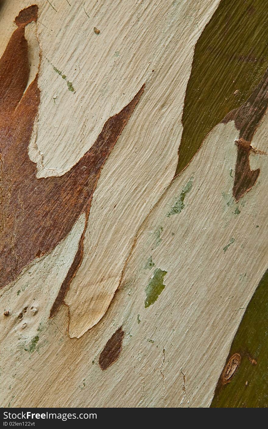 The beautiful patterns of trees bark. The beautiful patterns of trees bark