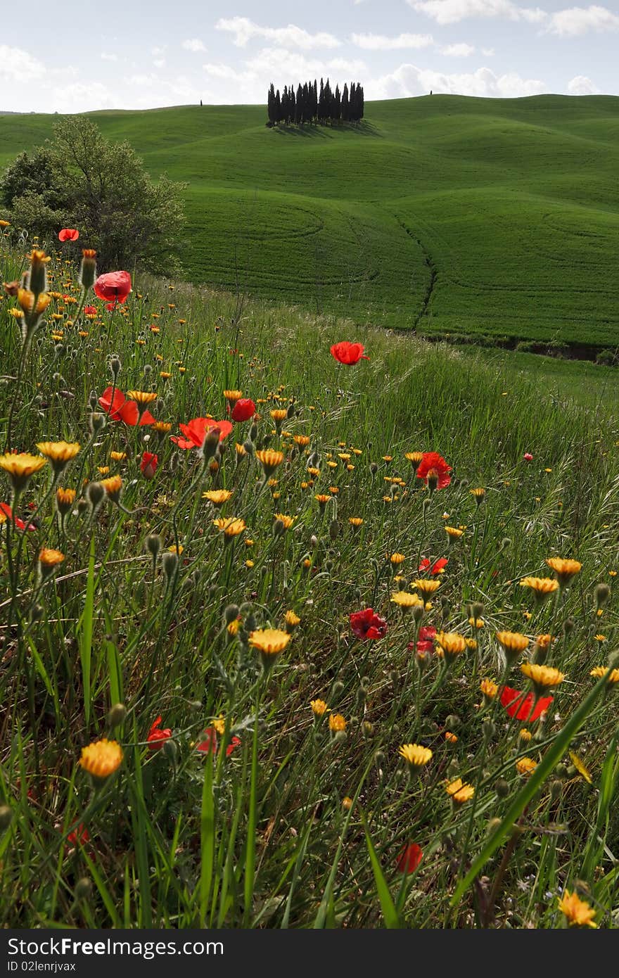 Cypress - Val D Orcia - Tuscany