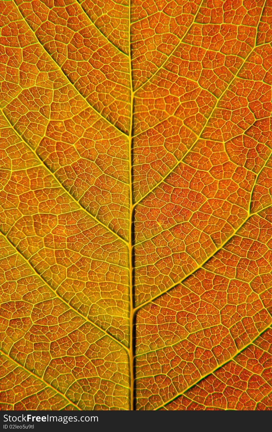 Fresh summer leaf closeup: cells and veins details