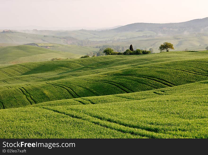 Cart Ruts in the tuscan fields near Pienza. Cart Ruts in the tuscan fields near Pienza