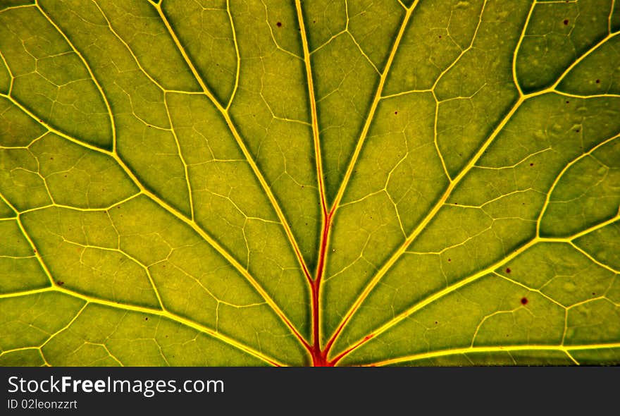 Fresh summer leaf closeup: cells and veins details