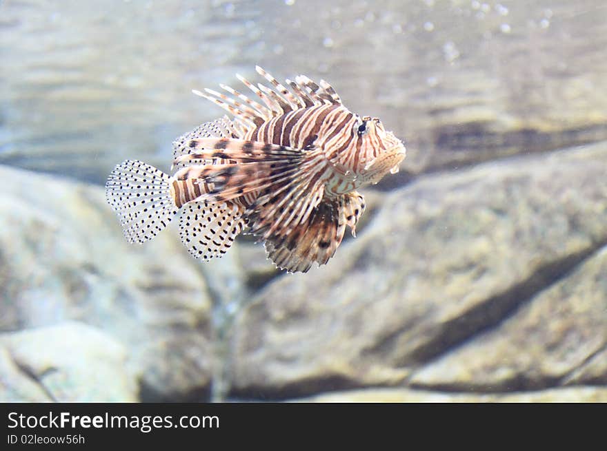 Dragon fish in the aquarium