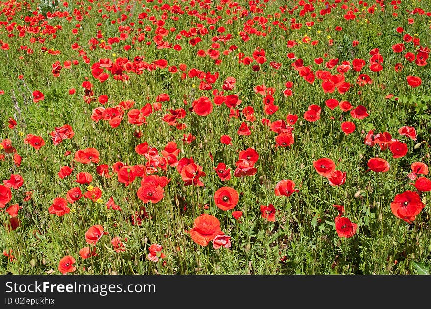 Red poppy