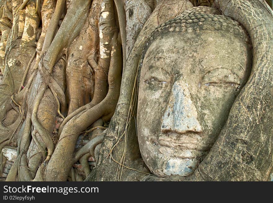 Face of Buddha covered by overgrown roots of a fig tree, Wat Mahathat, Ayutthaya, Thailand. Face of Buddha covered by overgrown roots of a fig tree, Wat Mahathat, Ayutthaya, Thailand