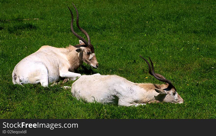 Two adax antelope laying on the grass