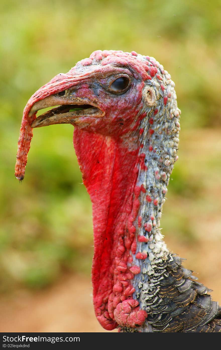 Turkey head