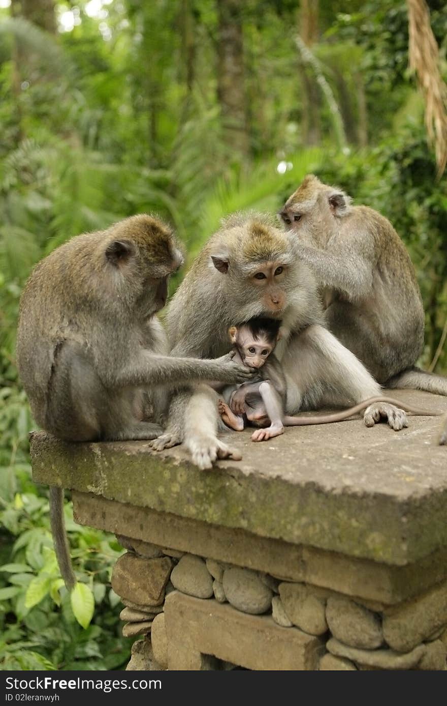 Family of monkeys on island Bali