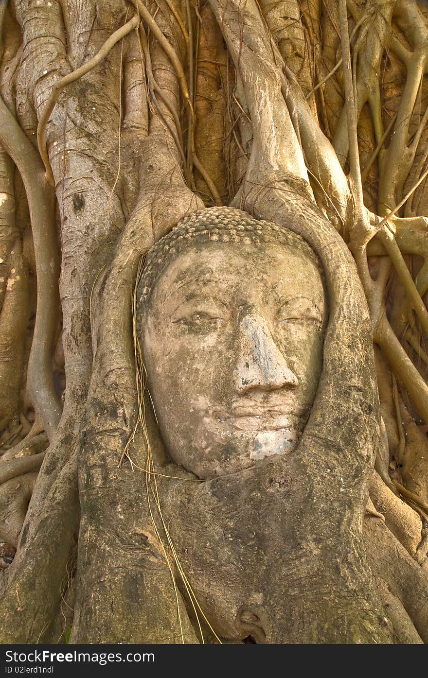 Head Of Buddha Statue In Tree, Ayutthaya