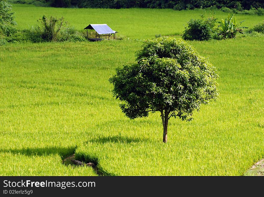 Rice field view