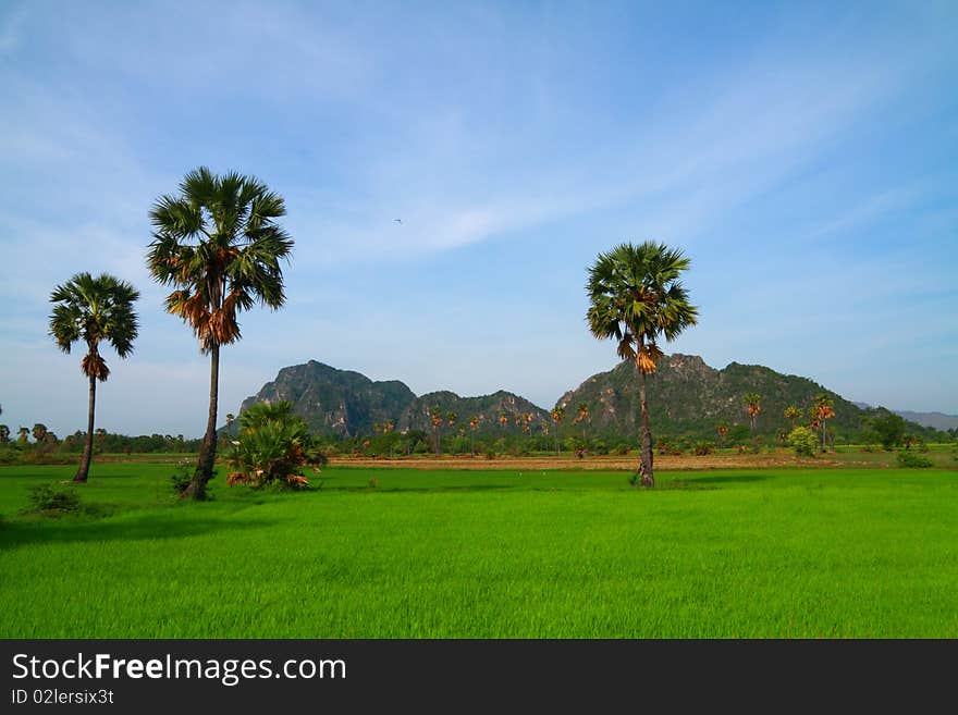 Young Rice Field With Palm Trees