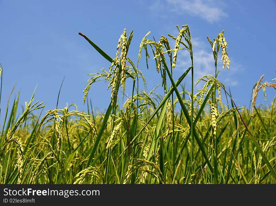 Rice plant seed