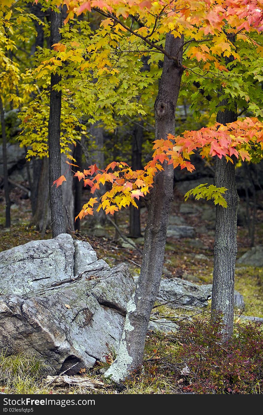 Autumn forest