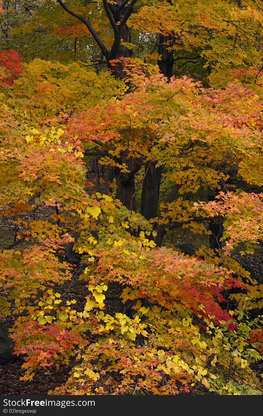 Autumn forest scene