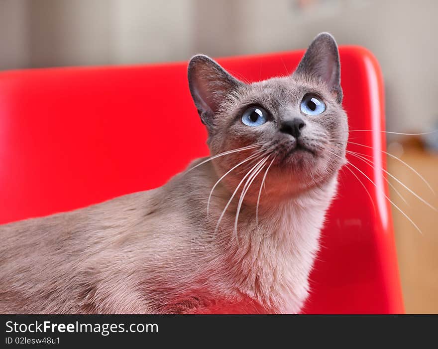 Curious Siamese On Red Chair Looking Up