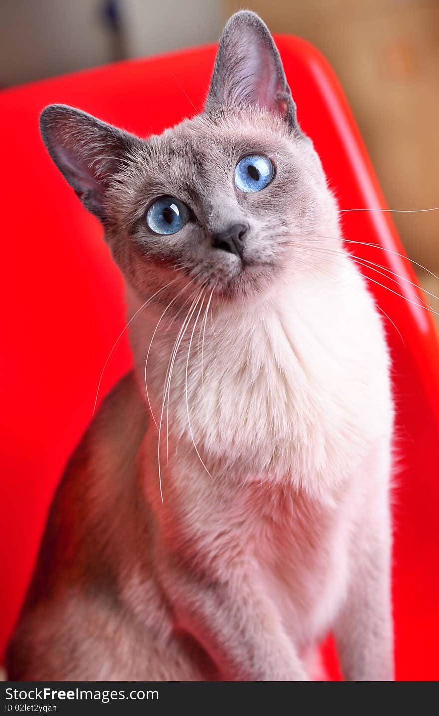 Blue-point Siamese Seated on a Plastic Red Chair