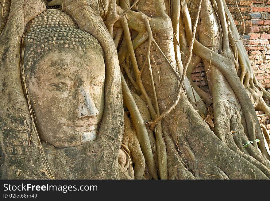 Head of Buddha statue in tree, Ayutthaya