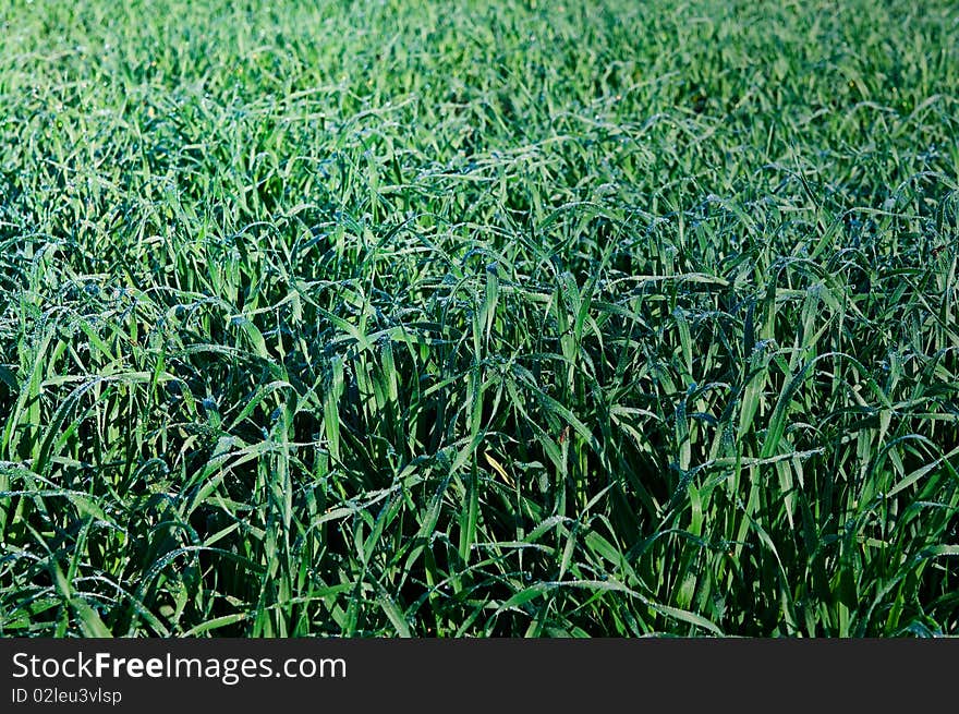 Amazing image of small wheat and drops on it.