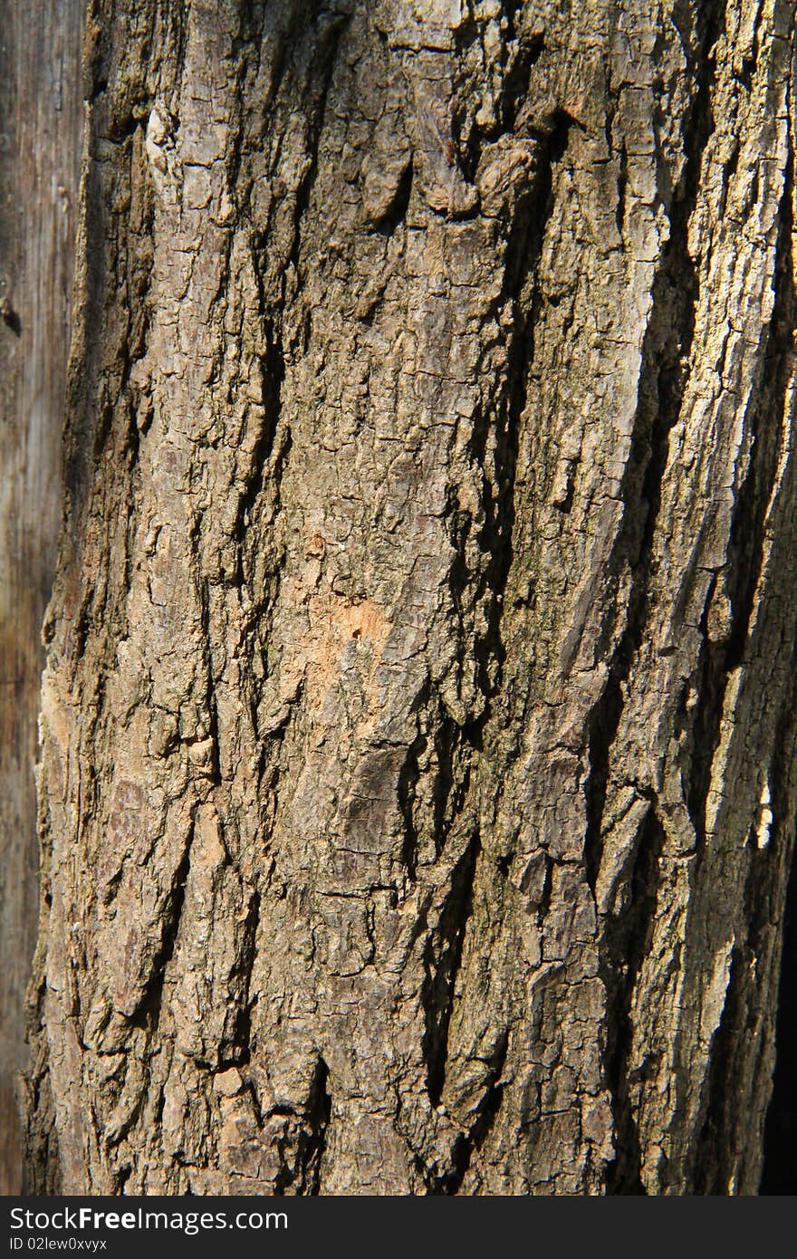 Stack firewood. Wood under the sun. Bark of logs.