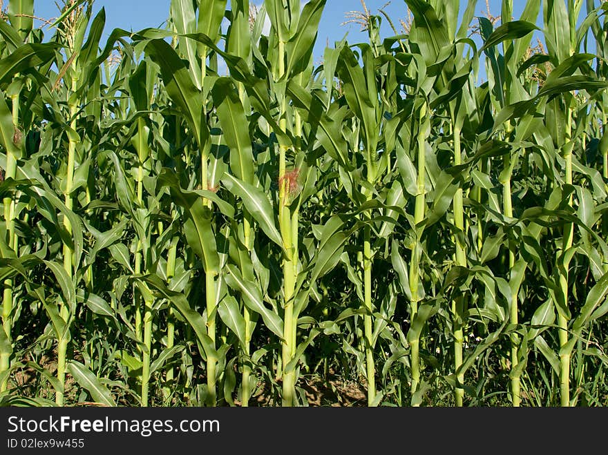 Corn plants over clear blue sky