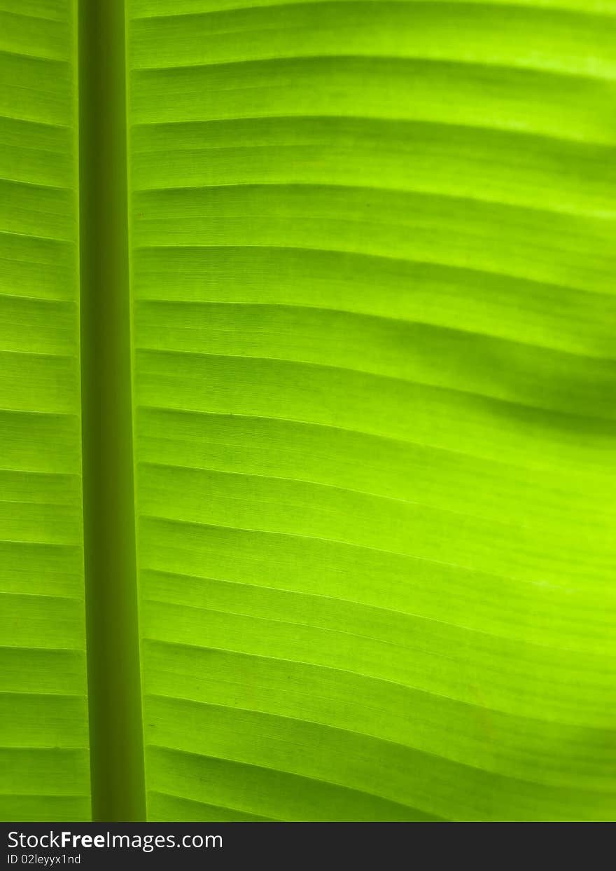 Line of banana leaf background. Line of banana leaf background