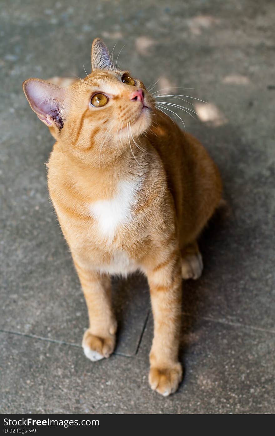 Thai Cat