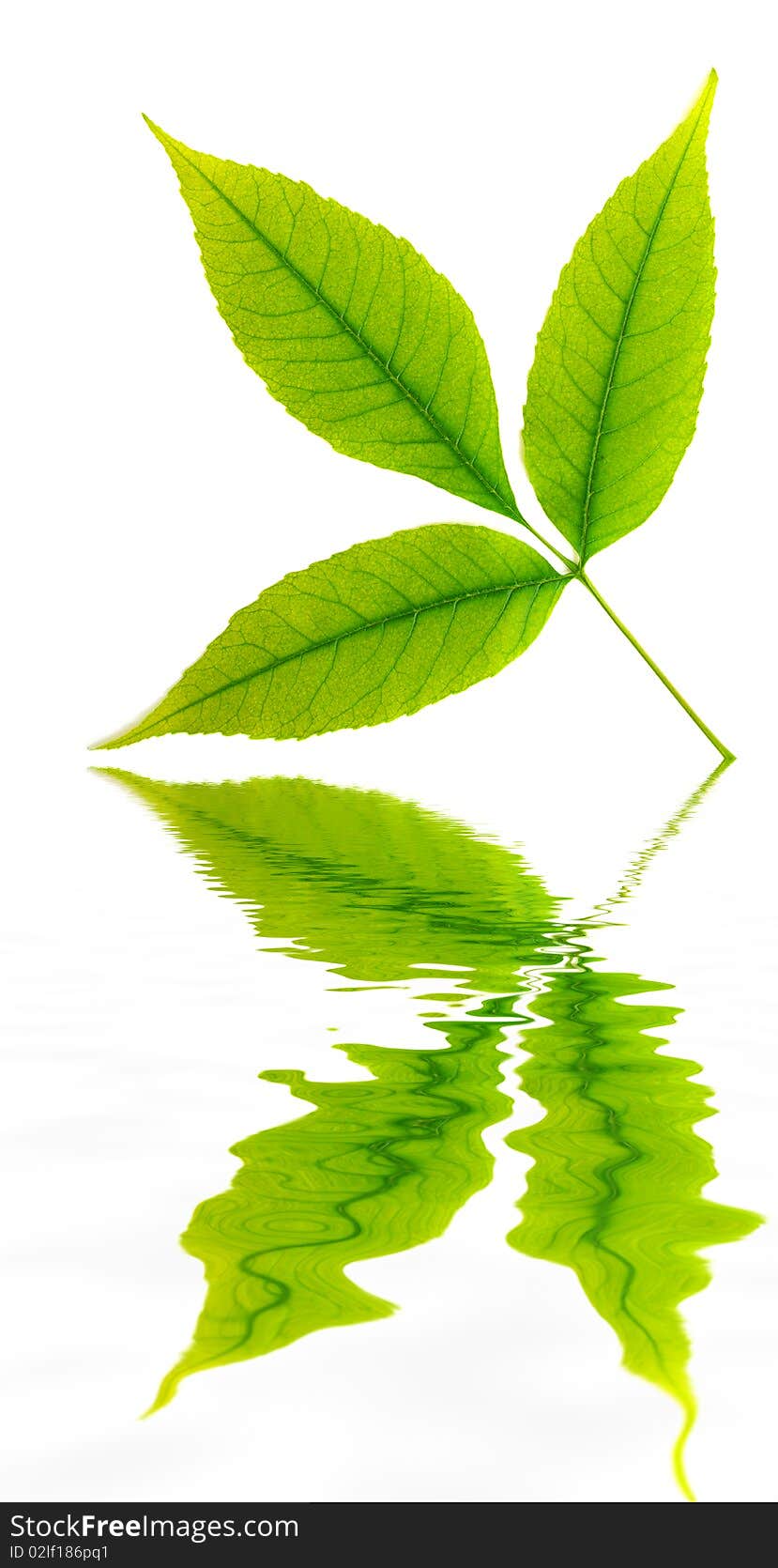 Green leaf of tree and water reflection. Element of design. Green leaf of tree and water reflection. Element of design.