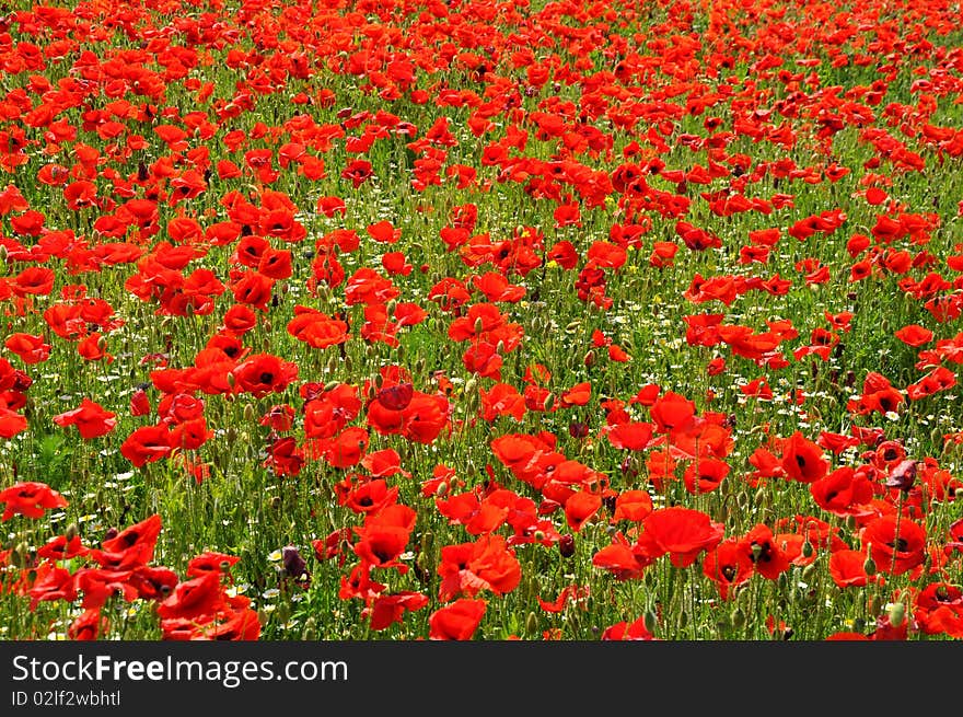 Wild red poppies under the summer sky