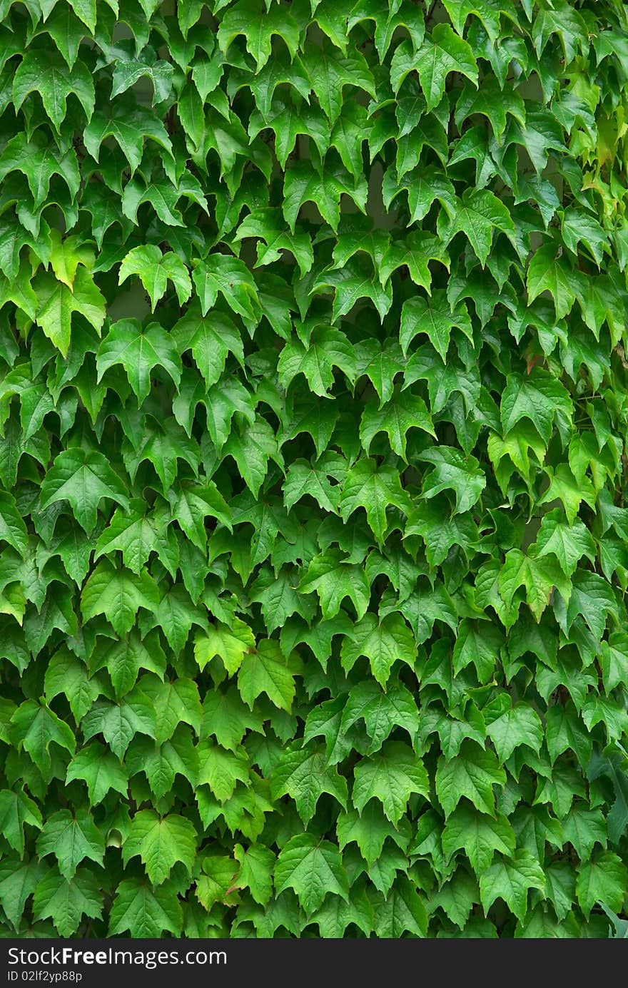 Texture Of Leafs