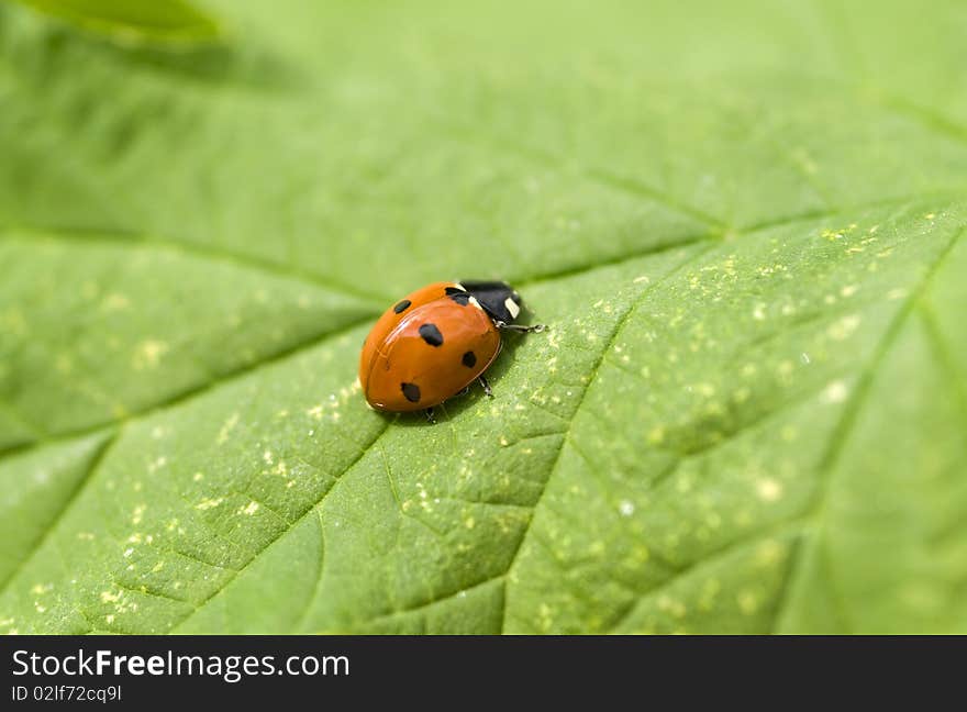 Ladybird