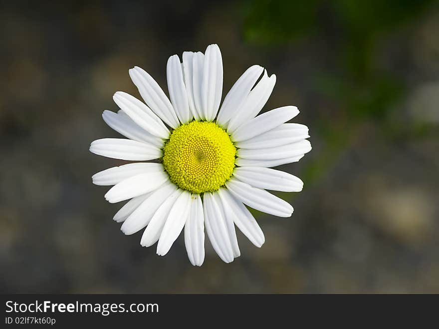 A simple daisy front view