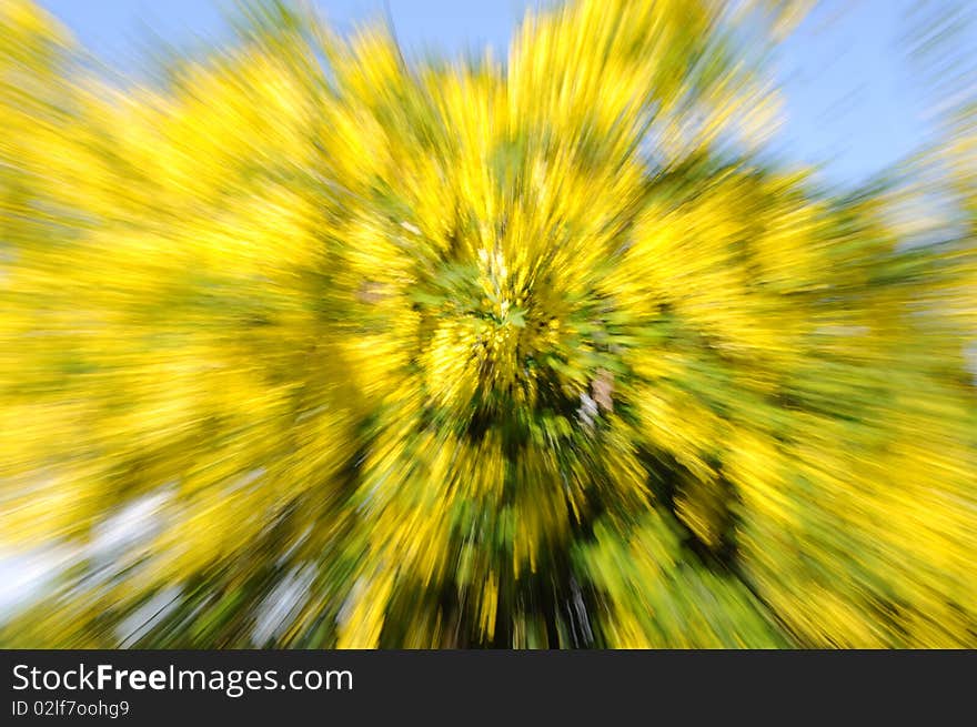 Tree in Blossom