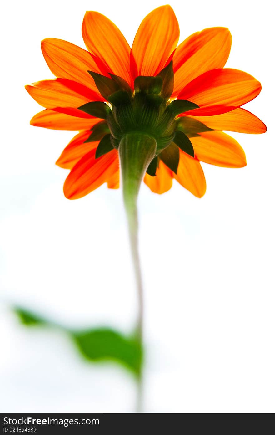 Colorful flower on natural white background. Colorful flower on natural white background