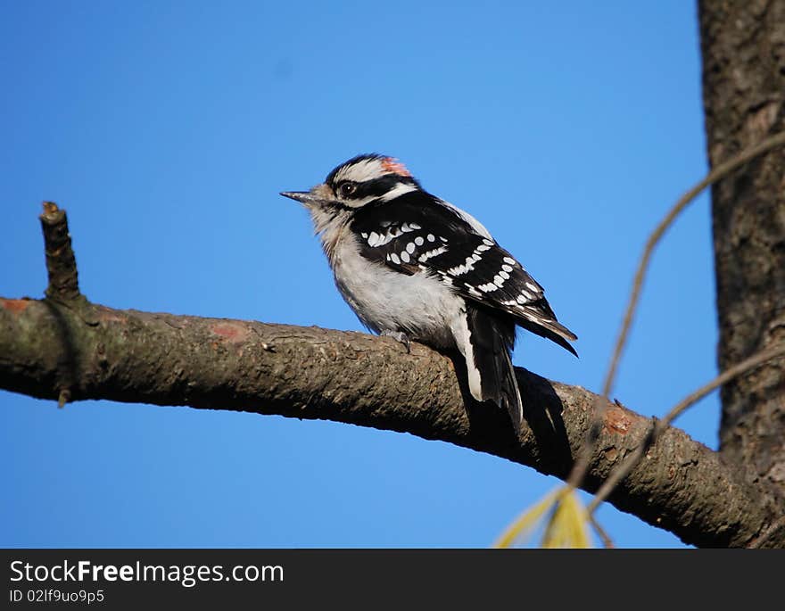 Downy woodpecker, Ojibway Conservation Area, Ontario, Canada. Downy woodpecker, Ojibway Conservation Area, Ontario, Canada