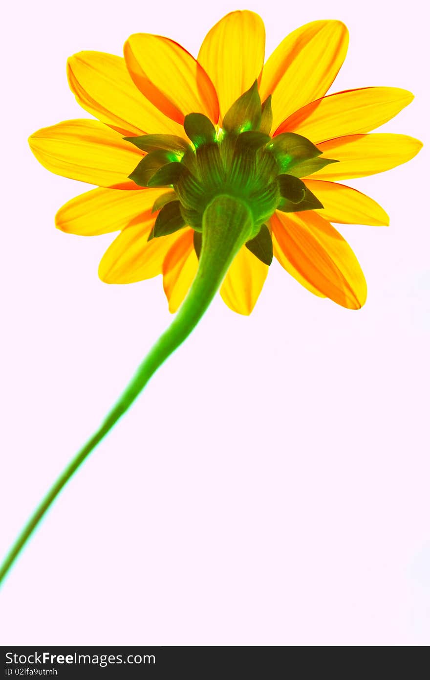 Yellow flower on white background. Yellow flower on white background