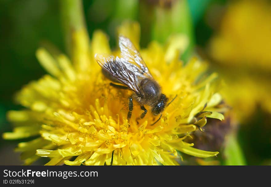 Bee collecting pollen on a yellow dandelion. Shallow DOF.