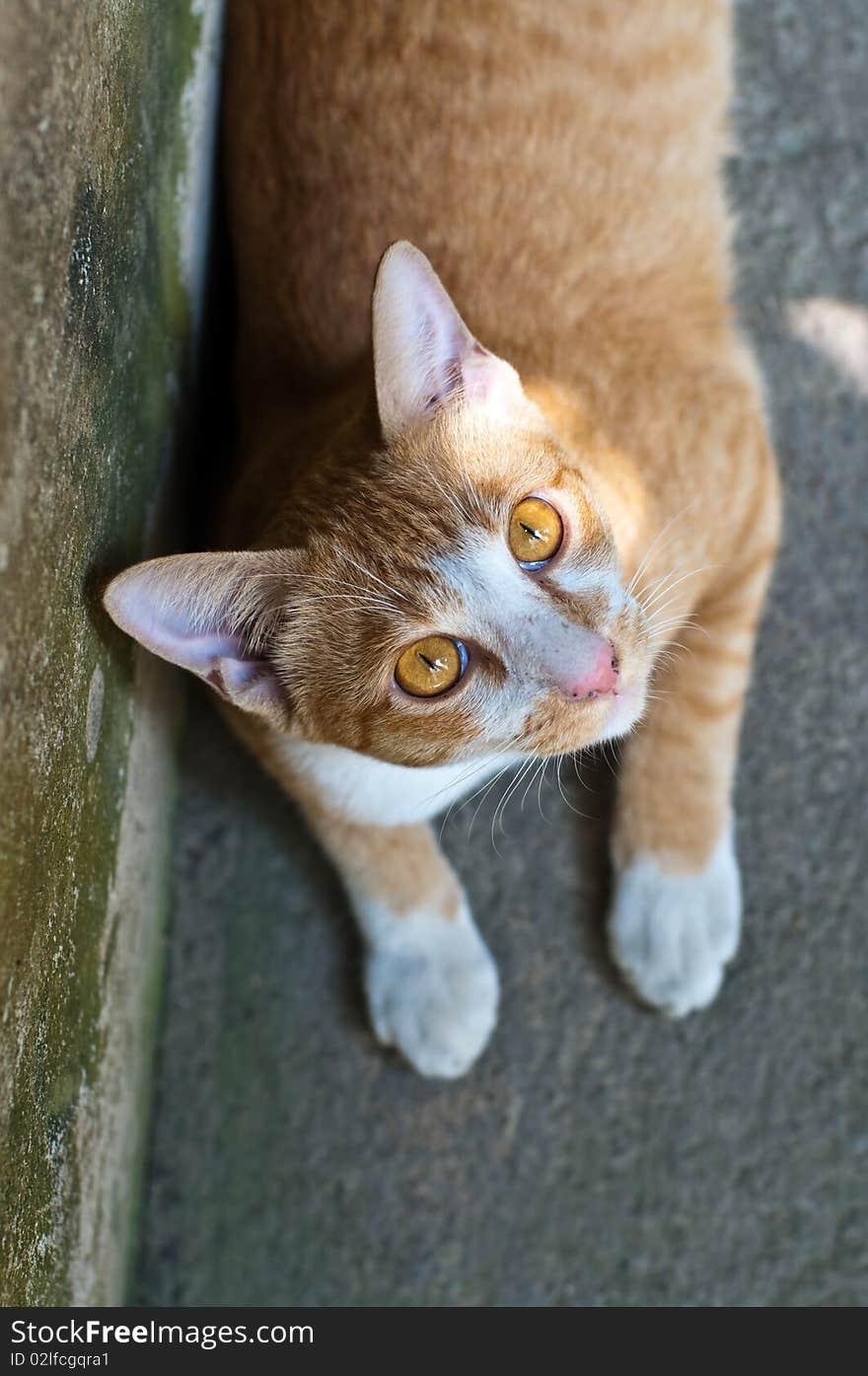 Thai cat