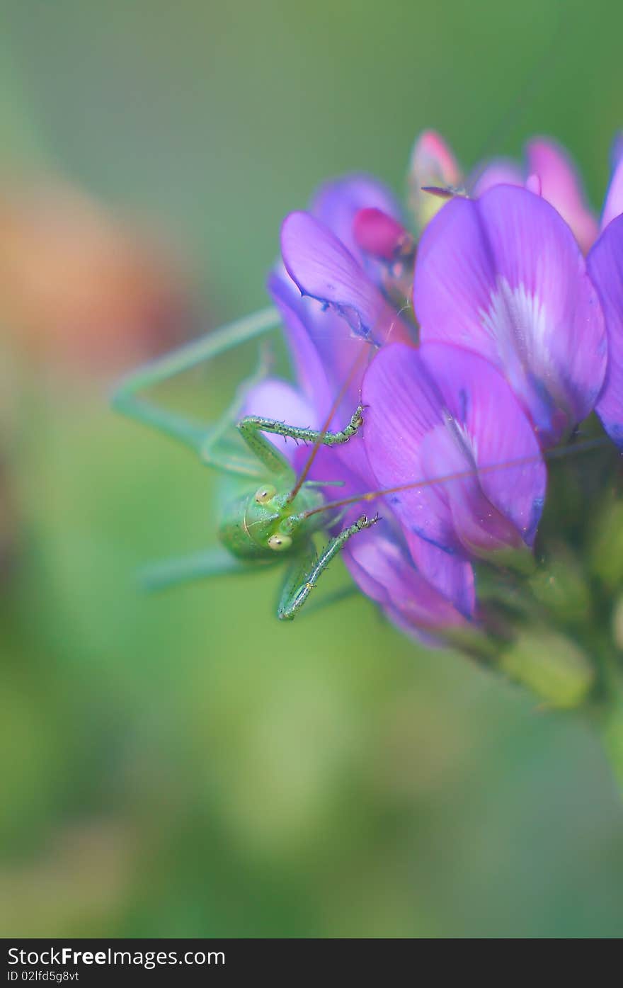 Green Grasshopper On A Flower