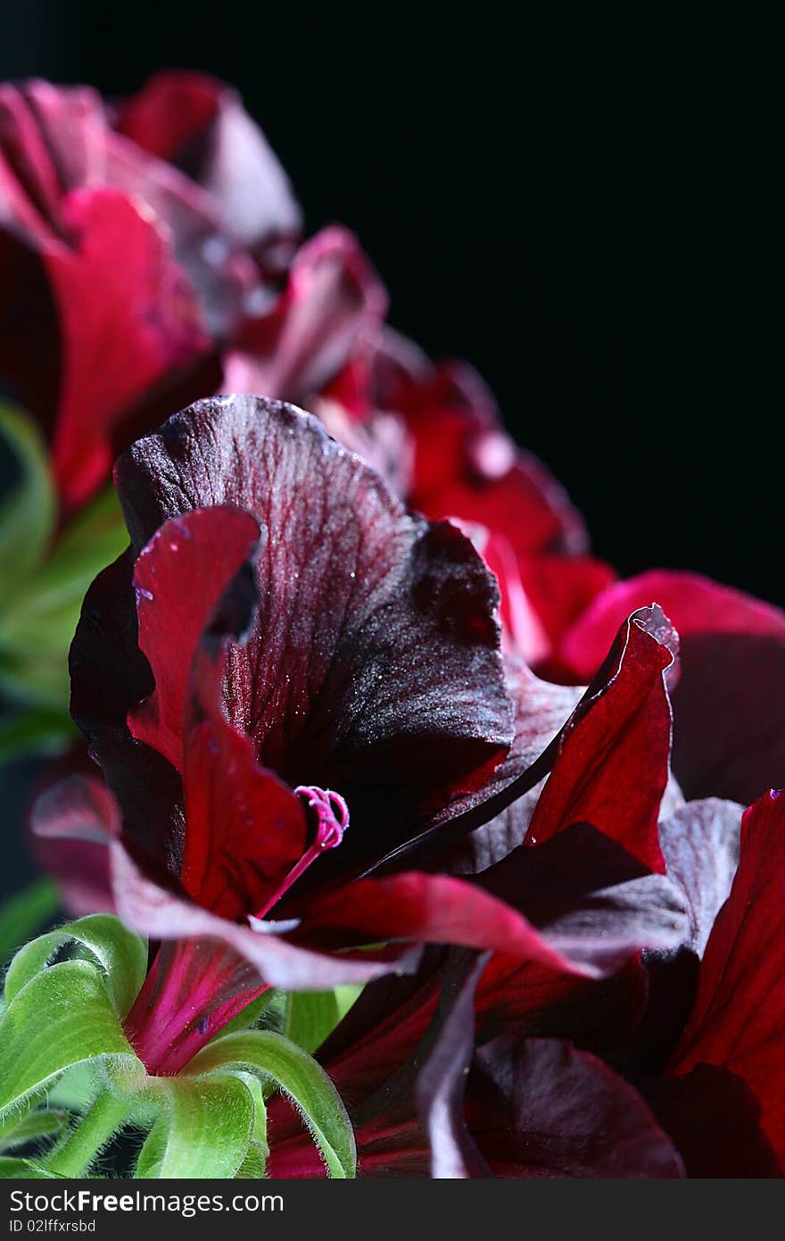 Flowers of a black geranium are used in dressing of garden sites on a black background.
