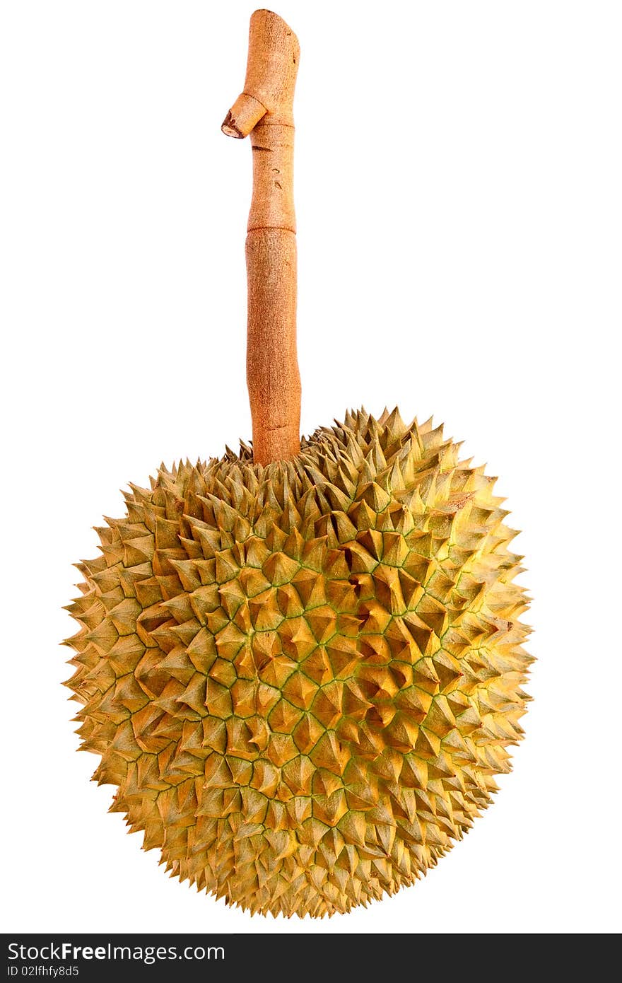 Durian, King of tropical fruit