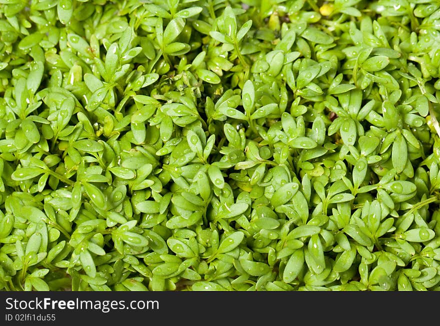 Fresh garden cress as background