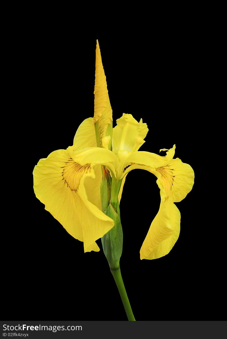 Yellow iris isolated on black background. Yellow iris isolated on black background