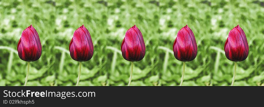 Panorama made of five dark red striped tulips. Panorama made of five dark red striped tulips