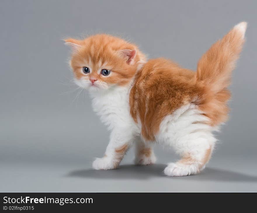 Kitten Scottish Straight breed