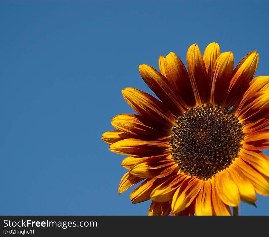 A gold and red sunflower against the blue sky. A gold and red sunflower against the blue sky